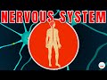 Exploring the Human Nervous System