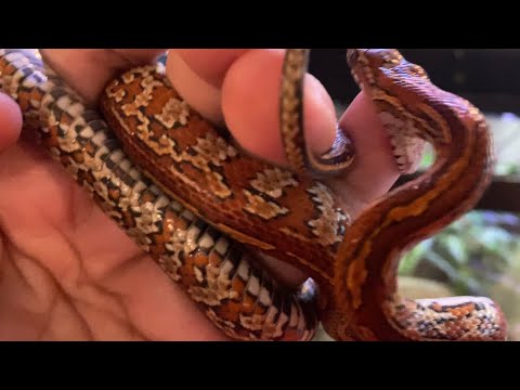 ATTACKED BY CORN SNAKE WHILE FILMING
