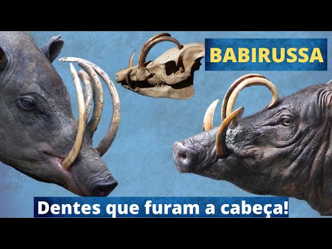 UM ANIMAL COM DENTES QUE CRESCEM SEM PARAR ATÉ PERFURAR O SEU PRÓPRIO CRÂNIO!!! CONHEÇA O BABIRUSSA!