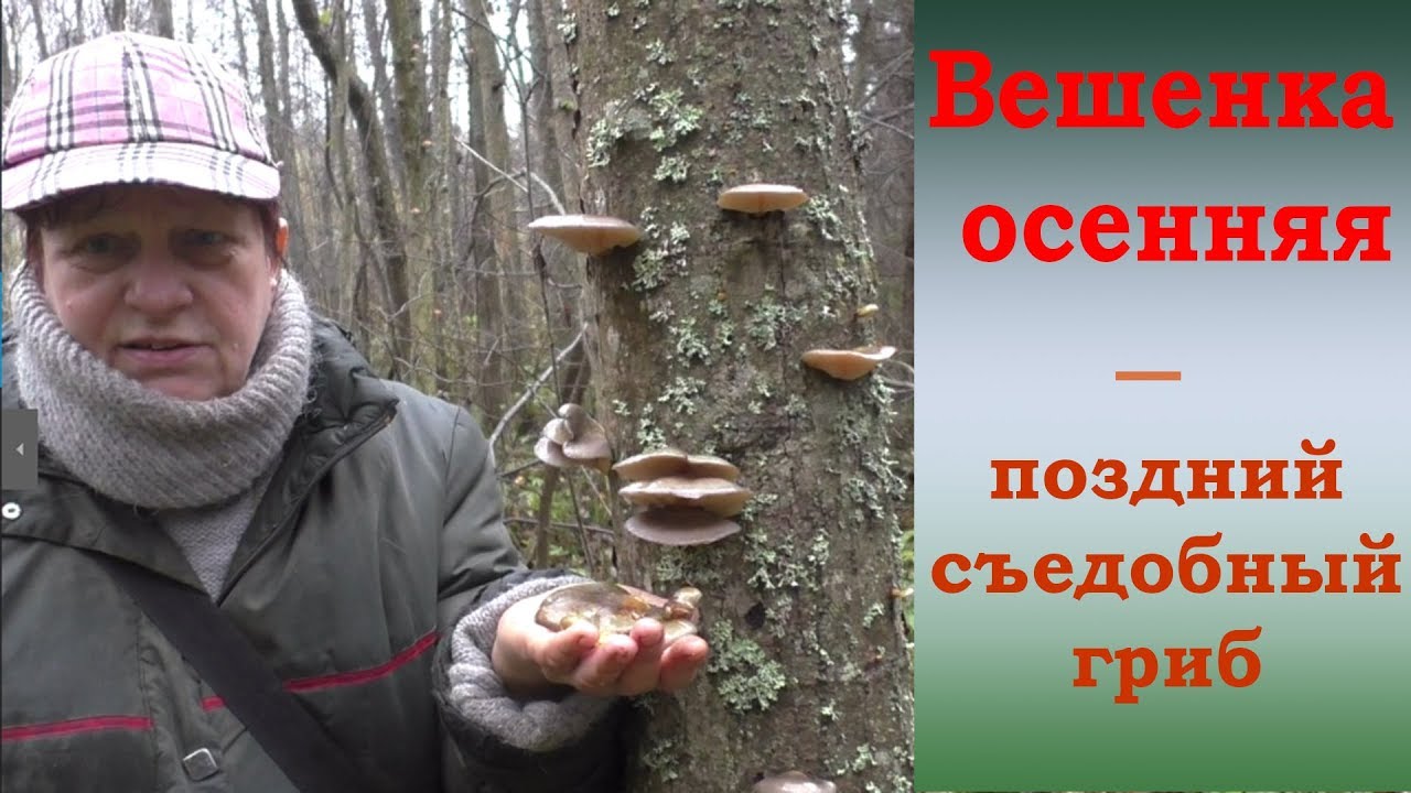Вешенка осенняя - поздний съедобный гриб