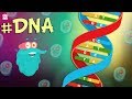 Exploring the Basics of DNA