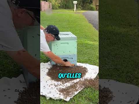 Des centaines d'abeilles occupaient la poubelle 😮