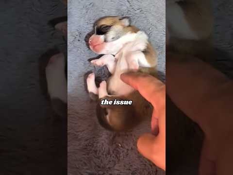 The puppy became “frozen” after drinking milk  #animals #heartwarmingpets #dogapparel