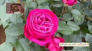 محمد قاسم الأسمر -  أغنية ياورد فتح للندى
