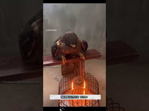 Terharu Elang ini Terjebak di lumpur