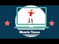 Understanding Muscle Tissues