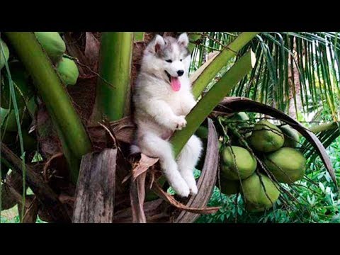 Funniest 🐶 Dogs and 😻 Cats - Try Not To Laugh 🤣 - Funny Pet Animals' Life