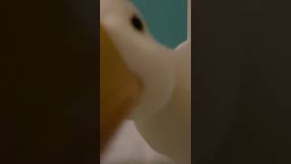 これが本当のダッコフ #shorts