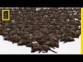 Rat Control Program Assessment