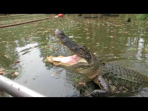 Alligator