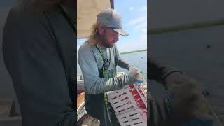 Giving back to Mother Nature!!! Swamp People!!! Blue Crabs!!! #fishing #freshwatercrab