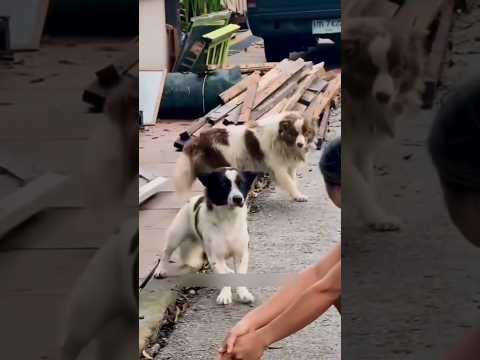 Setelah tiga tahun berpisah #shorts #anjing