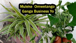 Ganga Business Yo Abalogo Tebagenda Jjiloga Kujjiremesa Muleke Omwetango