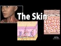 Exploring the Anatomy and Physiology of Skin Layers