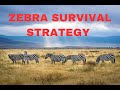 Zebra Survival and Behavior Insights