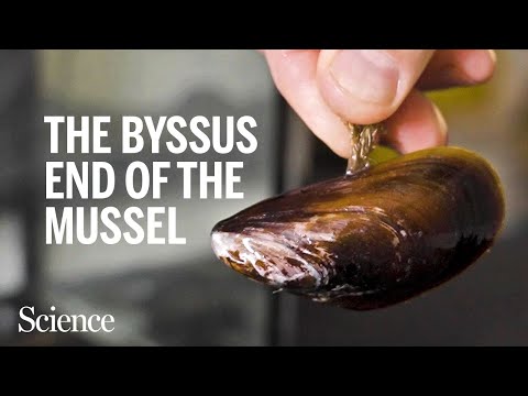 Here’s how a mussel’s “beard” helps it hang tight and let loose