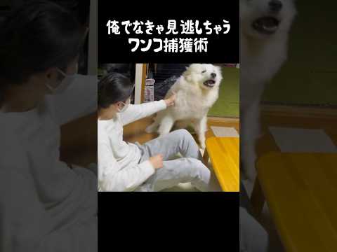 愛犬を鮮やかに捕獲する飼い主　#greatpyrenees #大型犬のいる生活 #大型犬 #大型犬と暮らす #グレートピレニーズ #癒し #愛犬 #犬のいる生活 #可愛い #大型犬仔犬