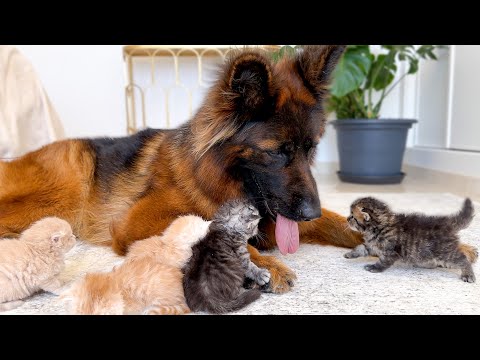 Tiny Kittens Attack This Big Dog… With Love 🥹❤️