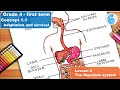 Understanding the Digestive System