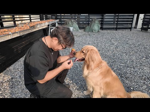 史上初!気温42.7℃の中でも自分の味を追求する男と犬。【Golden Retriever japan】