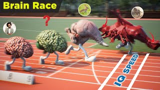 Animal IQ  Comparison in 3D | Animals Brains IQ race | Speed Comparison
