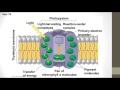 Photosynthesis Concepts and Processes