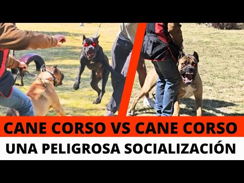 Cane Corso vs Cane Corso 😱 una peligrosa socialización 