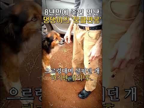 '뭉클' 8년만에 주인과 재회한 댕댕이 반응