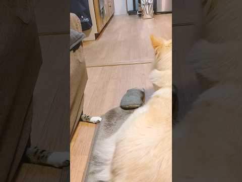 ちび猫の罠