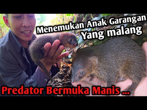 MENEMUKAN ANAK PREDATOR HUTAN LUCU YANG MALANG/ PREDATOR BERMUKA LUCU! KING COBRA KALAH SAMA INI 