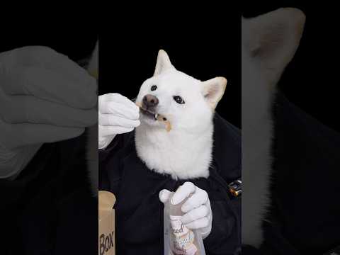 サメを食べる柴犬