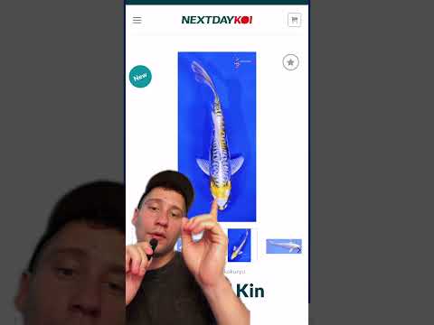 Crystal's Picks_ Heisei Nishiki Koi, Calico Telesc This week's Crystal's Picks include a shimmering Gin Rin Hi Asagi Koi, a neon yellow Kin Kikokuryu, 