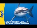 Great White Shark Facts and Behavior