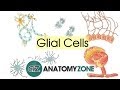 Glial Cells and Their Functions