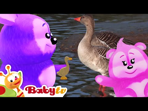 In the Animal World | Learn Fun Facts About Geese 🦢 @BabyTV