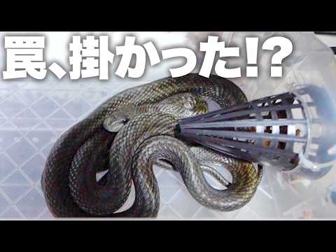 蛇用の罠を自分のペットに試してみると…！