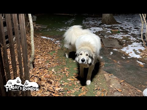 すっかりお姉さんになってお利口に指示に従うベルです　Great Pyrenees　グレートピレニーズ