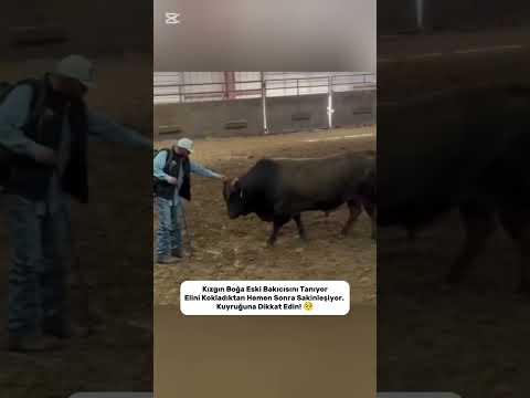 Boğanın Kalbi Eski Bakıcısını Hala Tanıyor!