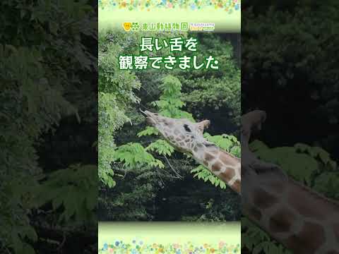 【東山動植物園公式】雨の動物園～アメリ、葉っぱが食べたくて…～《 アミメキリン　キリン 》