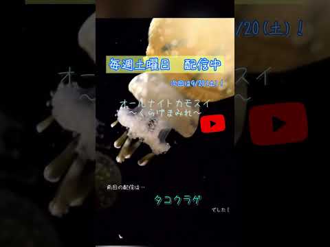 水族館ライブ第218回：くらげとタコクラゲの魅力的映像をお見逃しなく サムネイル