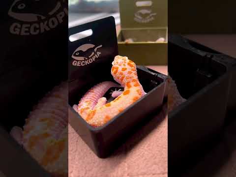 It’s the best way we know how we can help geckos with disabilities to eat better and easier.