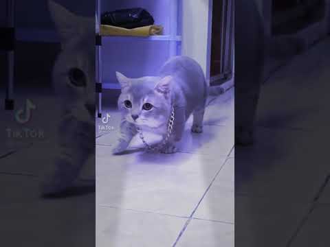 Mới được mẹ mua cho sợi dây chuyền, nhìn cũng hoành tráng ra phết