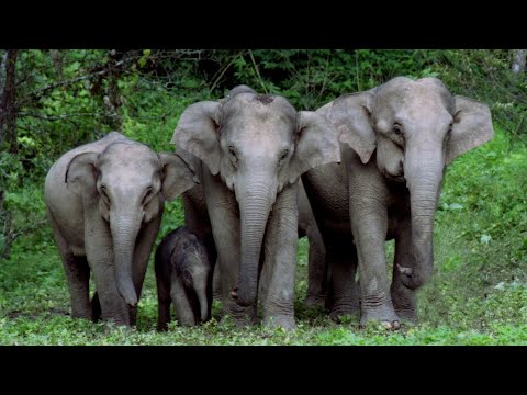 Live: Join the celebration of Asian elephants' birthday in SW China