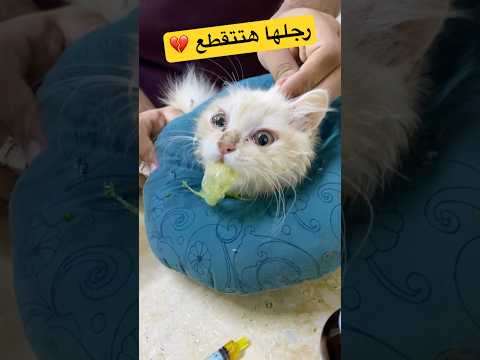 قطة صغيره وقعت من الدور الخامس ورجلها الاتنين اتكسرو 💔😢#قطط #cat #viralvideo #kitten #اكسبلور