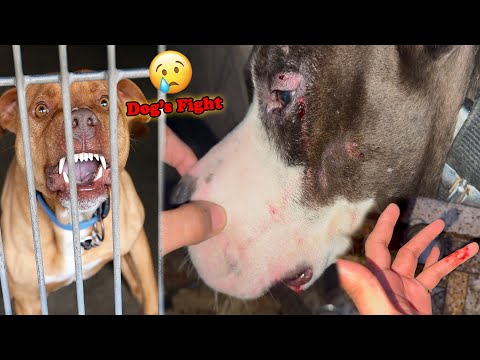 Mafia street dog's ki fight Mein Ghayal Ho Gaya 😥 | Mafia The Pitbull