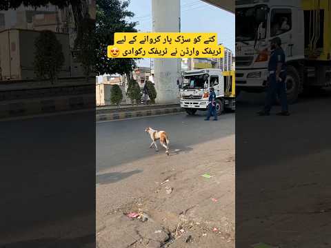 Traffic Warden Stopped Traffic for Dog Road Cross Lahore