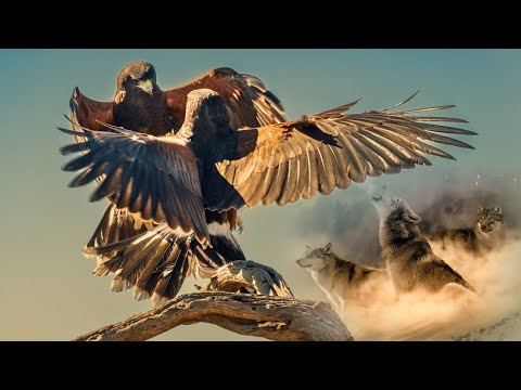 Harris’s Hawks- The Wolves of the Sky