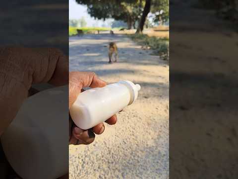 बंदर का बच्चा भाग कर आया दूध पीने 🐵🍼#bandar #monkeyvideo #monkey 01641
