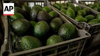 YouTube video thumbnail: Mexico Avocado Exports to the US Have Once Again Been Stopped