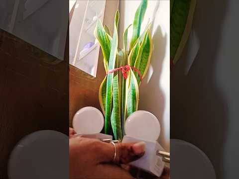 Quality#Design #Energy Efficiency #Colour Value# 2PHILIPS# Plug# Play Night 24.10.2026🔮🔮